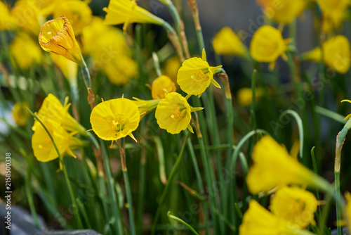 Konstfotografi Yellow trumpet daffodil flowers blooming in a spring garden