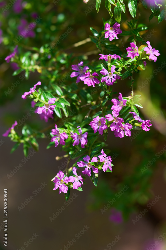 Fototapeta premium Purple Cuphea flowers blooming on slender branches in soft natural light
