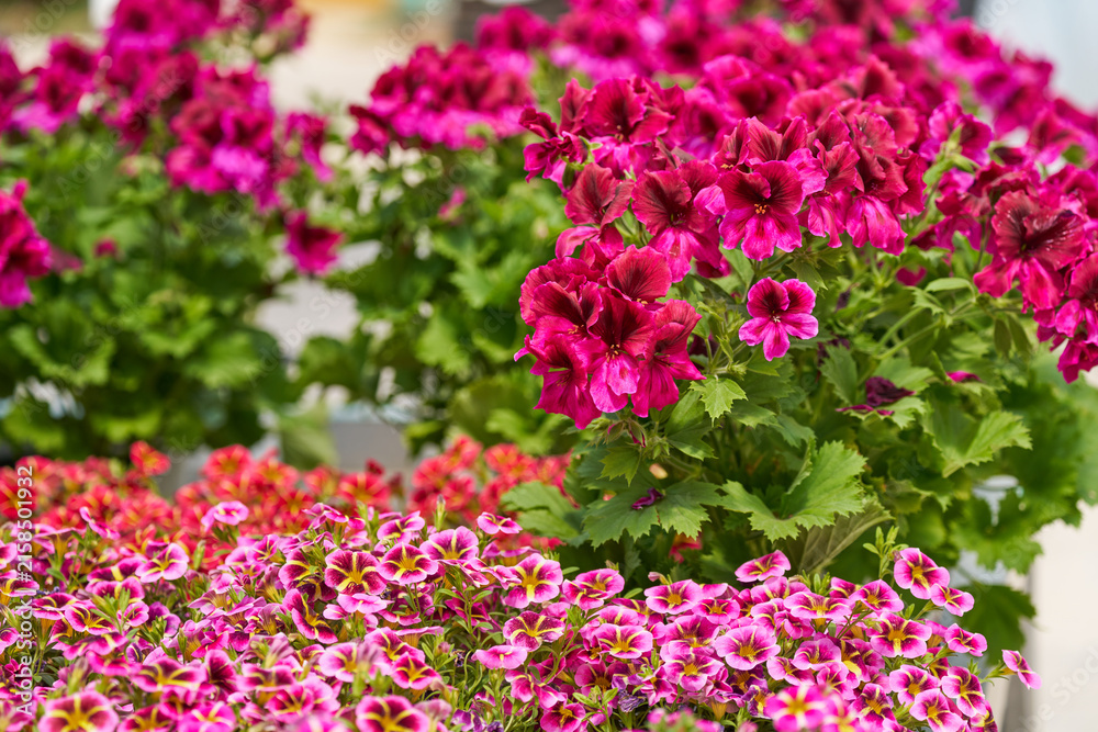 Obraz premium Pink Calibrachoa flowers blooming with magenta geraniums in a colorful garden display