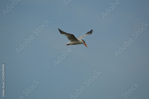 Florida Wildlife Royal Tern V Wing
