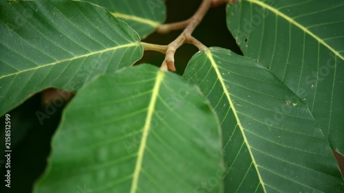Close-up of Green Leaves: A detailed view of vibrant green leaves with prominent yellow veins, showcasing the intricate texture and natural beauty of foliage in its verdant splendor.