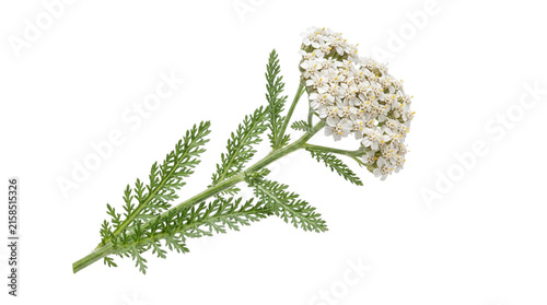 Fresh yarrow flower on white background, blooming achillea millefolium sprig, medicinal herb with green leaves for herbalism