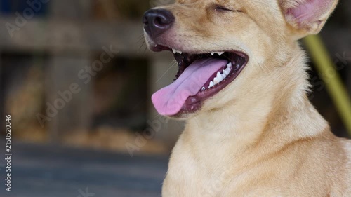Joyful Canine Moment: A light brown dog with eyes closed and mouth open in a happy pant, its pink tongue lolling out, captures a moment of pure canine bliss.