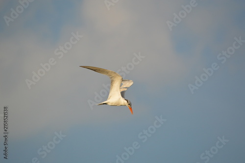 Florida Wildlife Royal Tern Focused