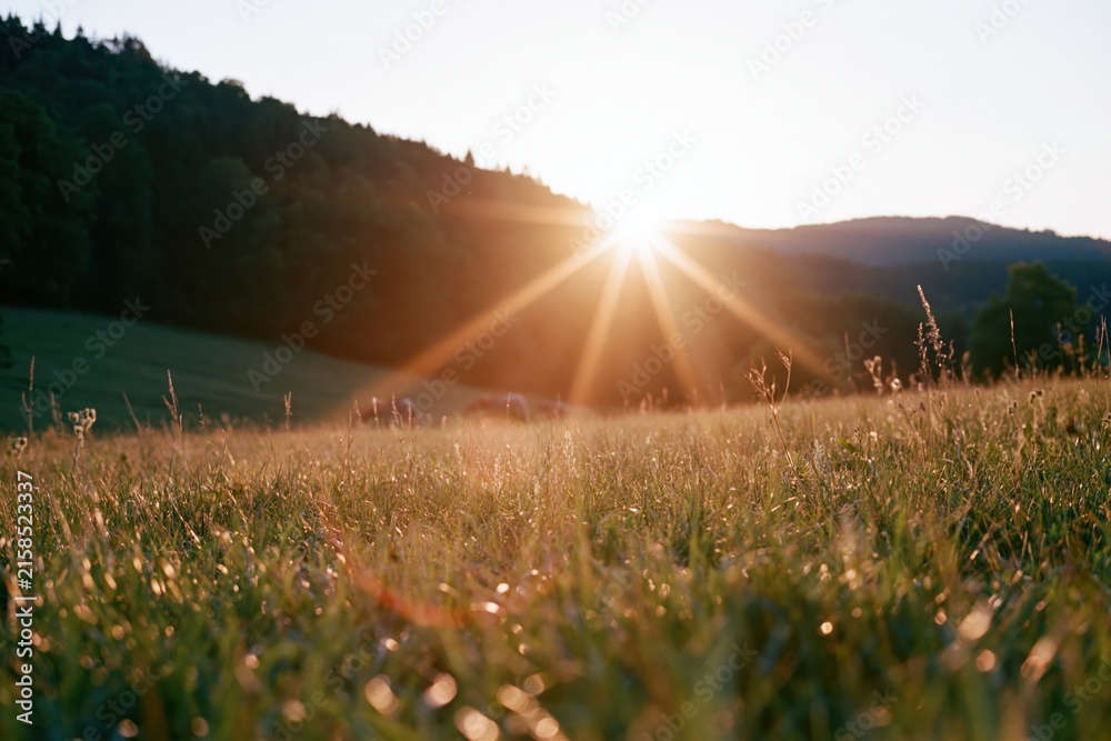 Naklejka premium The Sunrise Over the Golden Meadow at Dawn with Soft Lens Flare