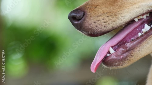 Close up of a dog's mouth showing tongue and teeth.