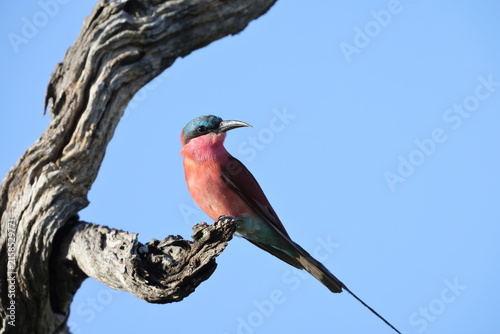 Fotografía The southern carmine bee-eater (Merops nubicoides) is a species of bee-eater found across sub-equatorial Africa
