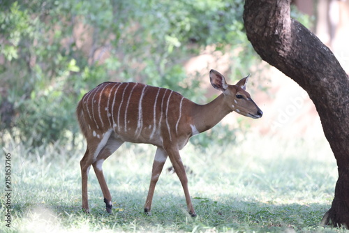 The lowland nyala or simply nyala (Tragelaphus angasii) is a spiral-horned artiodactyl antelope native to Southern Africa.  This photo was taken  in Kruger National Park, South Africa.