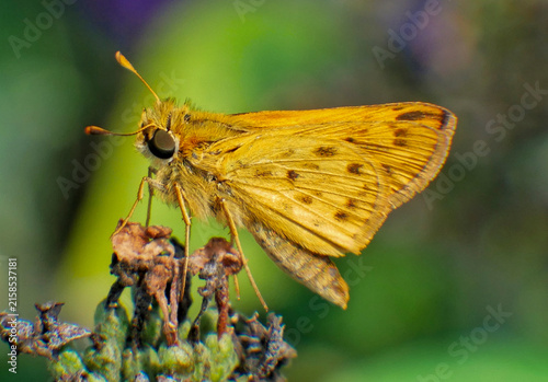 Yellow skipper butterfly resting on a dried seed head against a smooth, out-of-focus green garden background. Ideal for Nature, wildlife, biodiversity, insect macro, summer, garden, entomology.