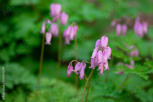 Dicentra eximia fringed bleeding heart beautiful springtime flowers in bloom, ornamental pink purple flowering plants