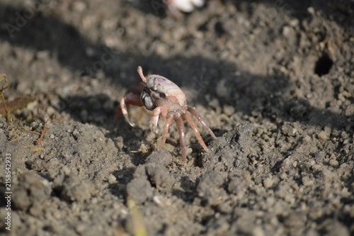 Florida Wildlife, Fiddler Crab female