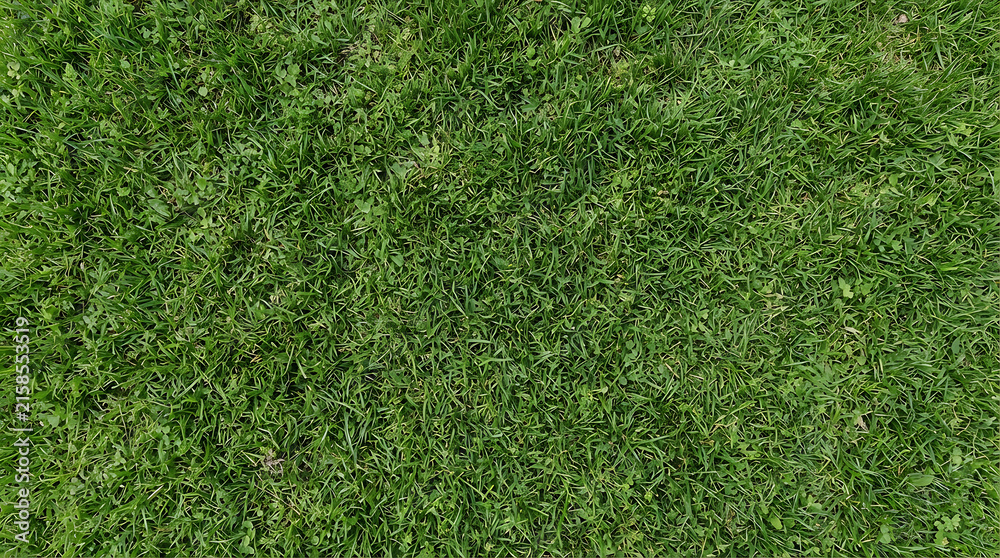 Obraz premium Fresh green grass texture for background or lawn surface design with natural vibrant blades of meadow plants viewed from above in a bright garden park during a warm sunny spring day