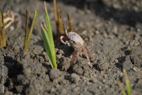 Florida Wildlife Fiddler Crab eating