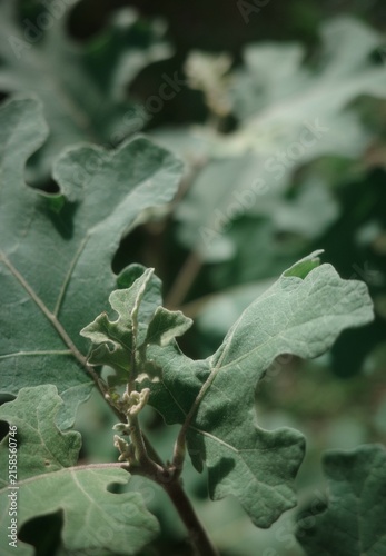 Принти на полотні Solanum indicum, which has leaves with serrated edges and a slight covering of h