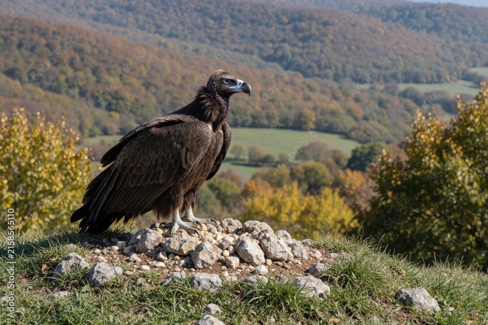 Obraz premium Large cinereous vulture perches on rocky ground. Bird of prey with brown plumage looks alertly right. Autumn forest landscape provides backdrop for wild animal in nature.