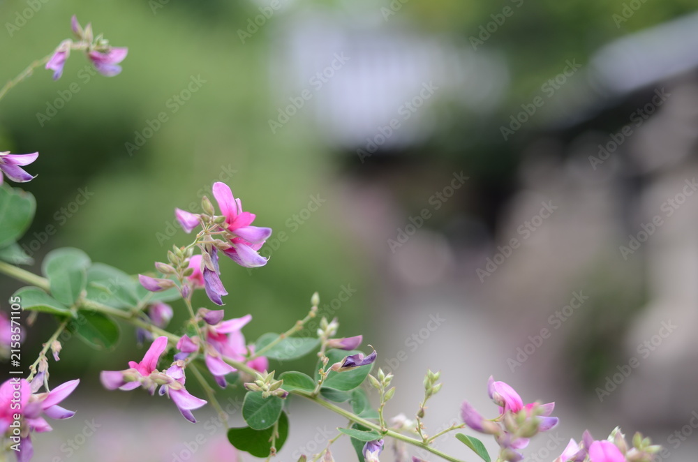 Fototapeta premium 【大阪】東光院萩の寺の境内に咲く萩の花 マクロ