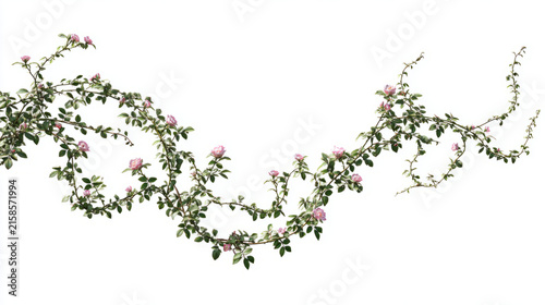 Wild rose vines climbing in curved spirals minimal on white