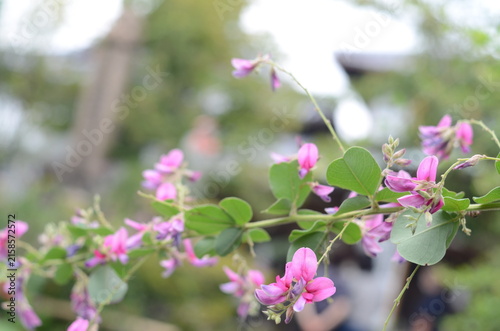 【大阪】東光院萩の寺の境内に咲く萩の花　マクロ