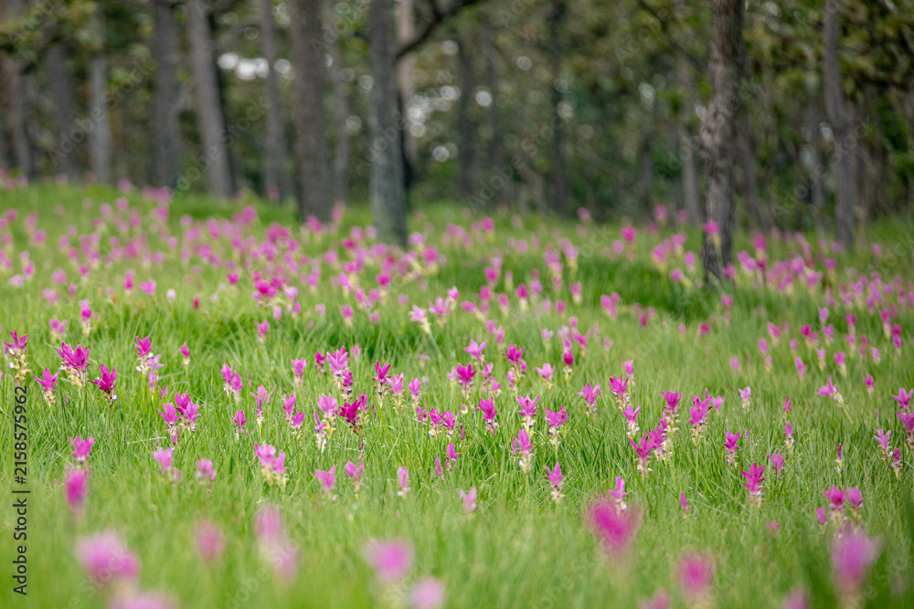 Obraz premium The Siam Tulip Fields (Curcuma alismatifolia) at Sai Thong National Park,
