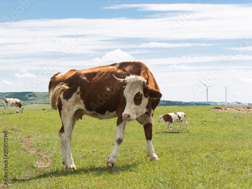 Herd of cattle grazing and resting leisurely on the broad prairie. Livestock enjoying fresh grass on open grassland, peaceful pastoral natural scenery of Inner Mongolia.	
