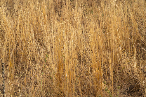 Foto Dried grass stands tall in an open field during the late summer afternoon light