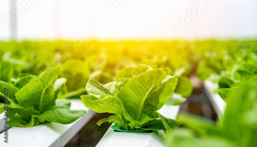 Fresh green lettuce growing in indoor hydroponic farm.