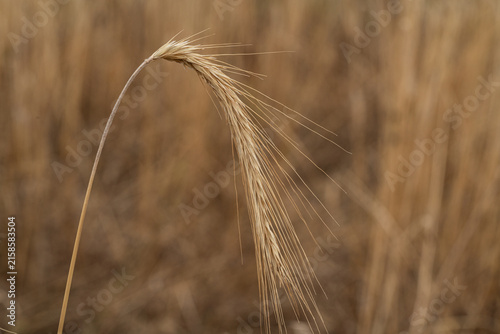 Foto Field of dry grass swaying in the breeze during the late afternoon in an agricul