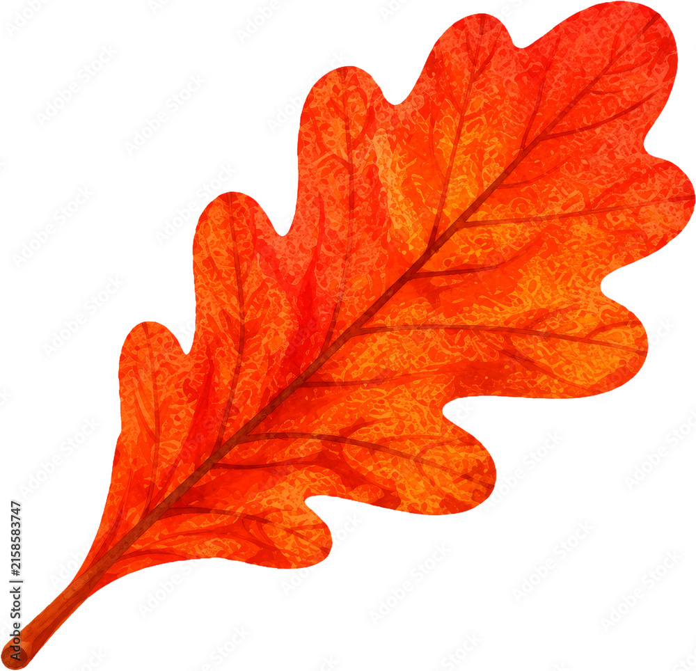Fototapeta premium oak leaf