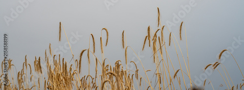 Obraz na plátně Tall grass sways in the wind under a cloudy sky in a rural area during the early