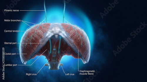 Detailed anatomical illustration of the diaphragm showing central tendon, sternal, costal and lumbar parts, right and left crura, and phrenic nerve motor branches