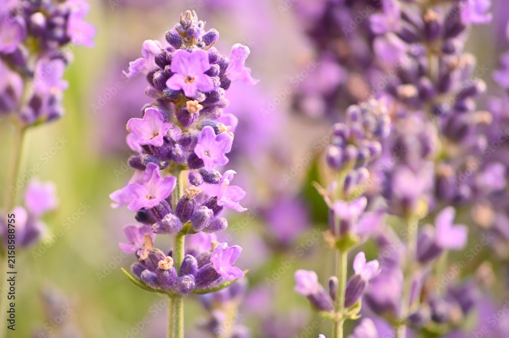 Obraz premium kwiaty lawendy
