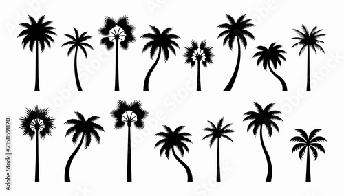 Set of black palm tree silhouettes featuring tropical coconut palms and exotic flora vector illustrations for summer design