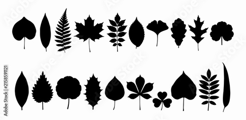 Set of various black tree leaf silhouettes featuring maple, oak, fern, and ginkgo vector illustrations for botanical design