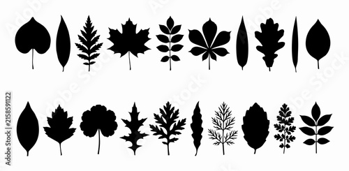 Set of various black tree leaf silhouettes featuring maple, oak, fern, and chestnut vector illustrations for botanical design