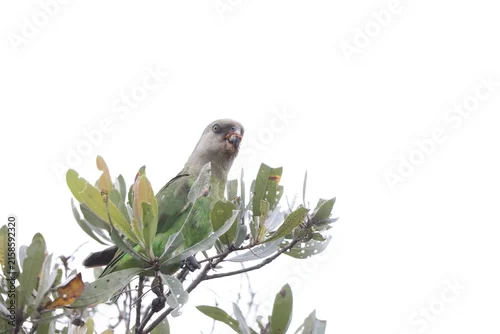 Fototapeta samoprzylepna The brown-headed parrot (Poicephalus cryptoxanthus) is a south-eastern African parrot.This photo was taken  in Kruger National Park, South Africa.