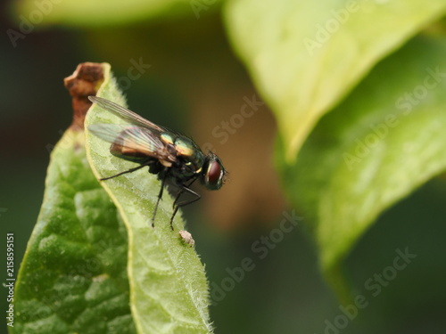 Fotografía Mosca verde botella (Lucilia sericata) con deslumbrante brillo metálico posada en una hoja