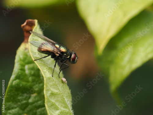 Fotografía Mosca verde botella (Lucilia sericata) con deslumbrante brillo metálico posada en una hoja