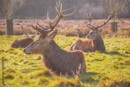 Photography A group of red deer resting peacefully in the sunlit grasslands in London, UK