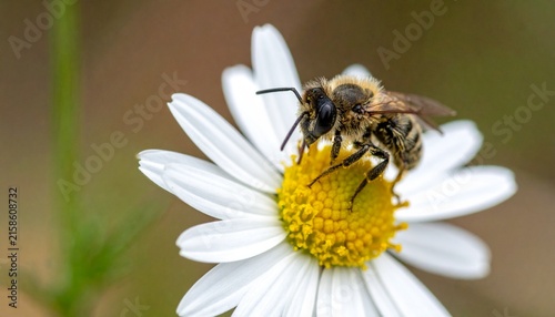 Honeybee collecting nectar from white daisy flower.