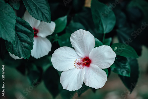 White hibiscus flowers in green foliage