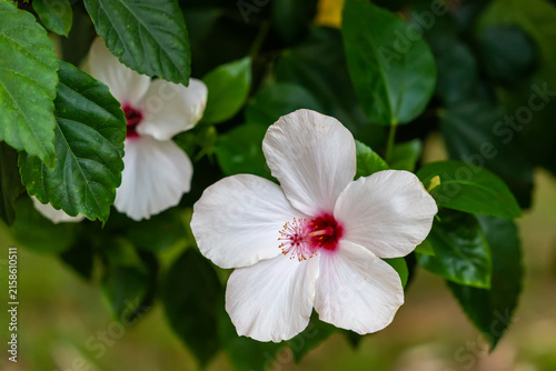 White hibiscus flowers in green foliage