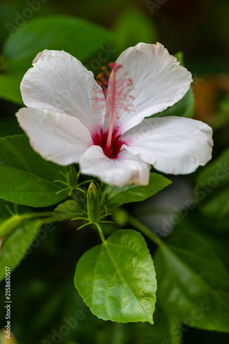 White hibiscus flowers in green foliage