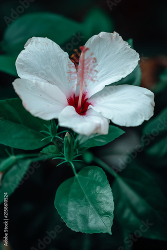 White hibiscus flowers in green foliage