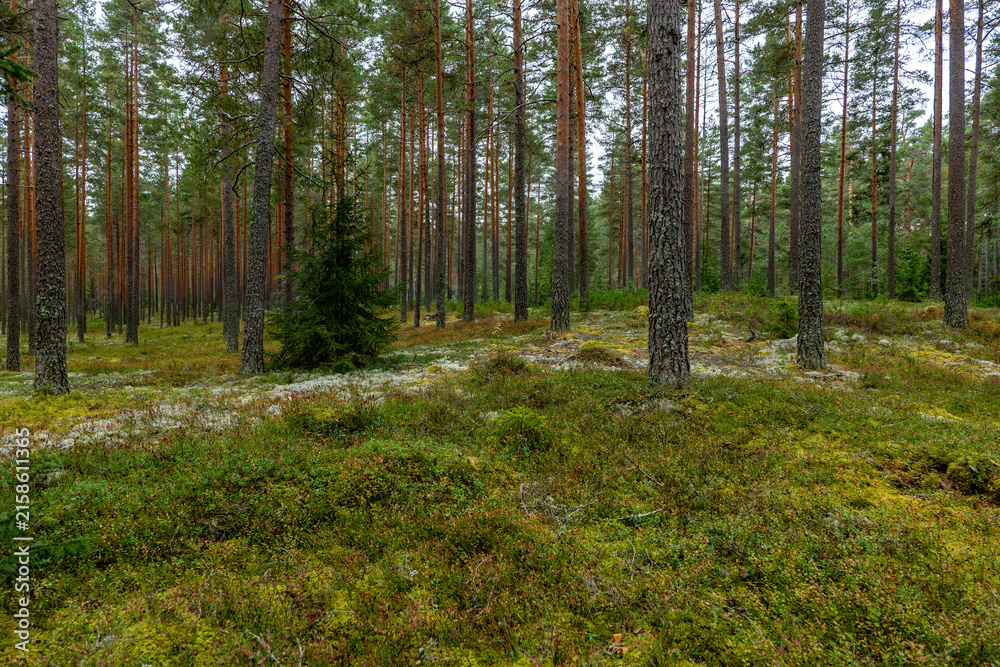 Fototapeta premium Maical fairytale forest in autumn. Forest therapy and stressrelief.