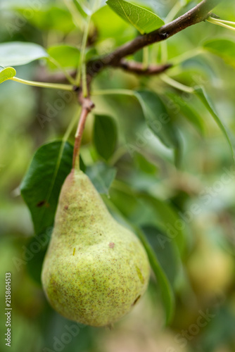 Fresh green pear growing on a tree branch