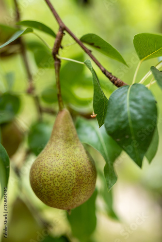 Fresh green pear growing on a tree branch