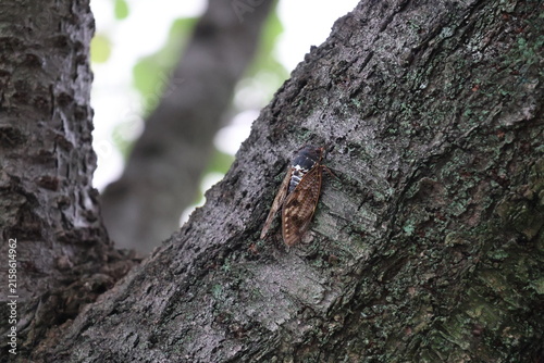 Quadro su tela An Aburazemi cicada perched on a tree, singing throughout the summer