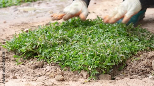 Gardener Planting Sod: Close-up shot of a gardener's hands wearing gloves, carefully placing a piece of sod on dry soil, showcasing the process of lawn renovation.