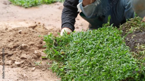 Gardener Planting Sod: A gardener carefully lays a fresh patch of sod onto bare earth, enhancing a lawn or garden with vibrant green grass.