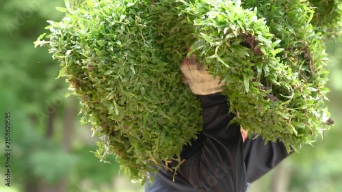 Carrying Lush Moss: A person carries a large, dense clump of vibrant green moss, its texture rich and organic, suggesting growth and nature.